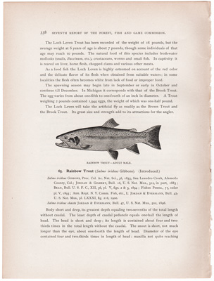 RAINBOW TROUT – ADULT MALE